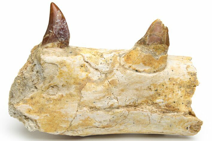 Mosasaur Jaw Section with Two Teeth - Morocco #225280